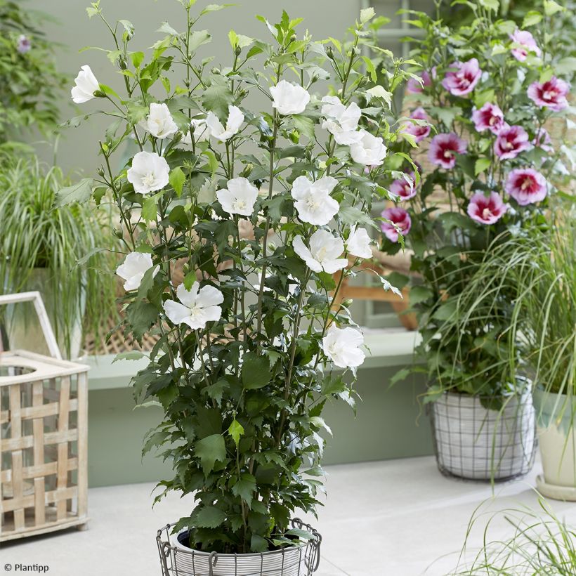 Garten-Hibiscus Flower Tower White - Hibiscus syriacus (Hafen)