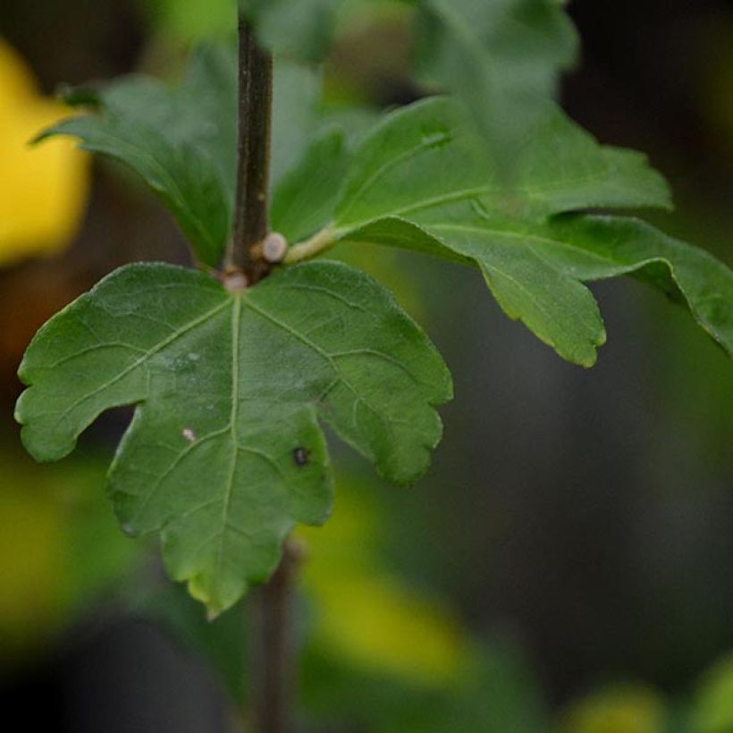 Garten-Hibiscus Lady Stanley - Hibiscus syriacus (Laub)