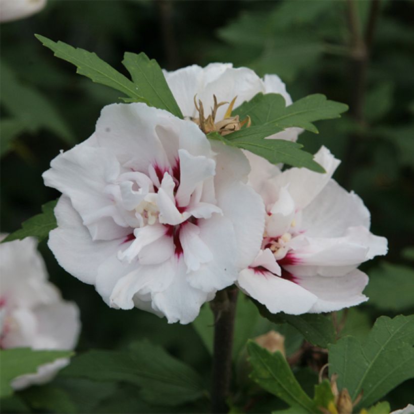 Garten-Hibiscus Lady Stanley - Hibiscus syriacus (Blüte)