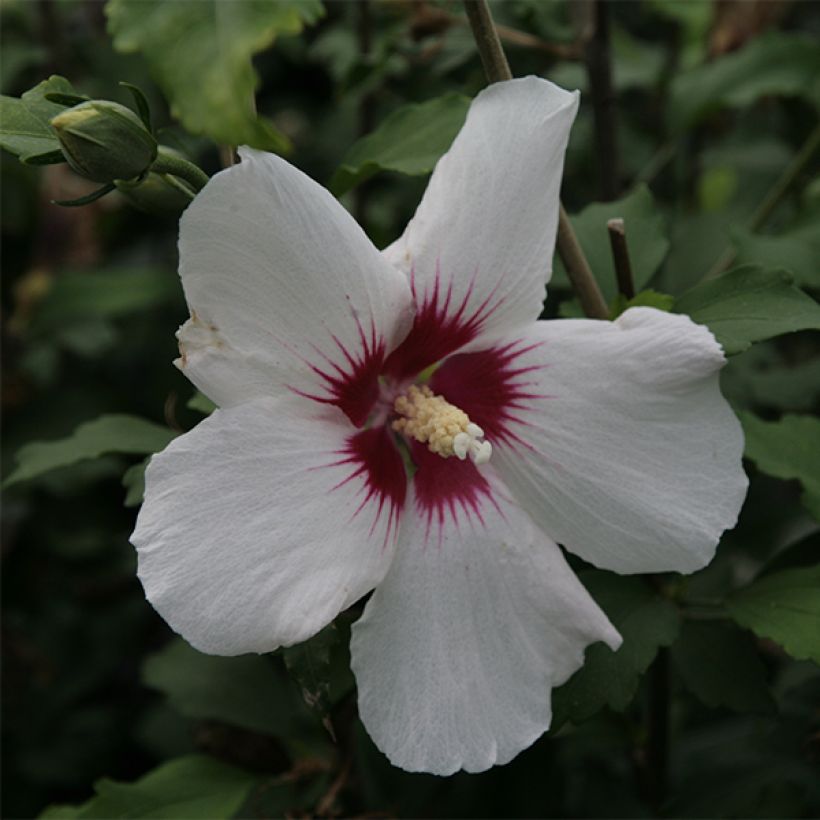 Garten-Hibiscus Shintaeyang - Hibiscus syriacus (Blüte)