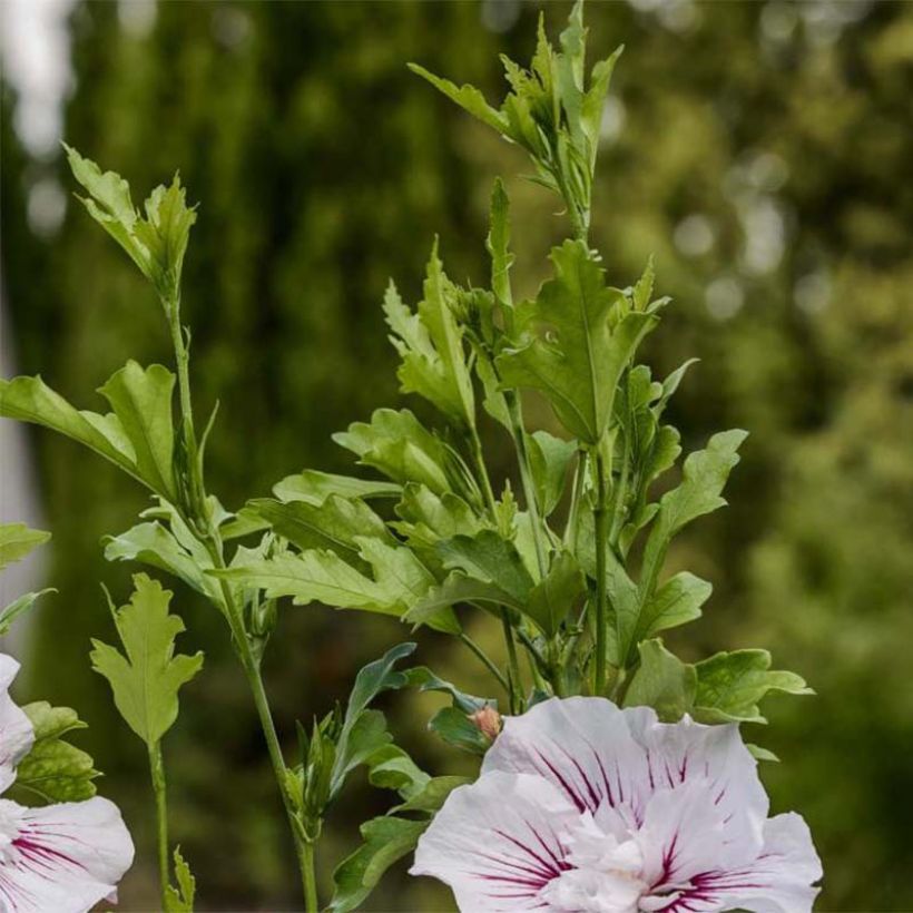 Garten-Hibiscus Starburst Chiffon - Hibiscus syriacus (Laub)