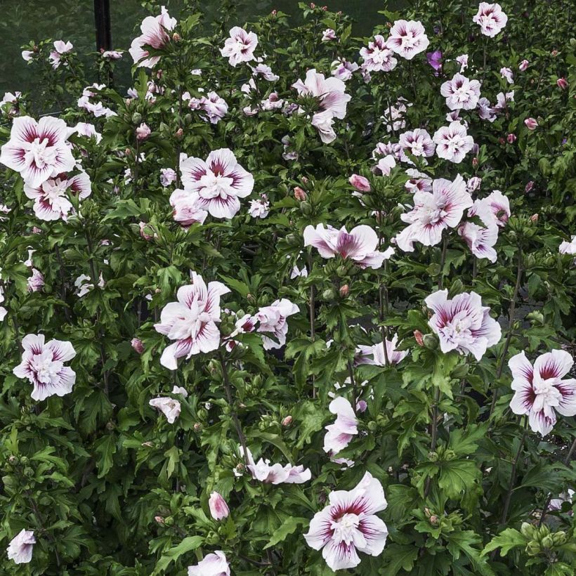 Garten-Hibiscus Starburst Chiffon - Hibiscus syriacus (Blüte)