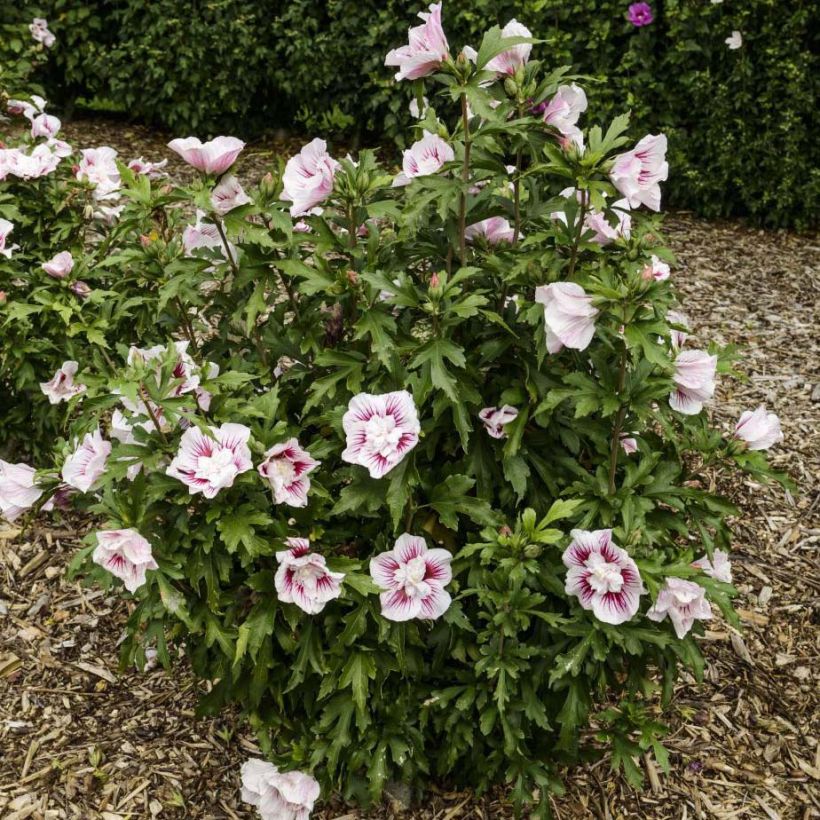 Garten-Hibiscus Starburst Chiffon - Hibiscus syriacus (Hafen)