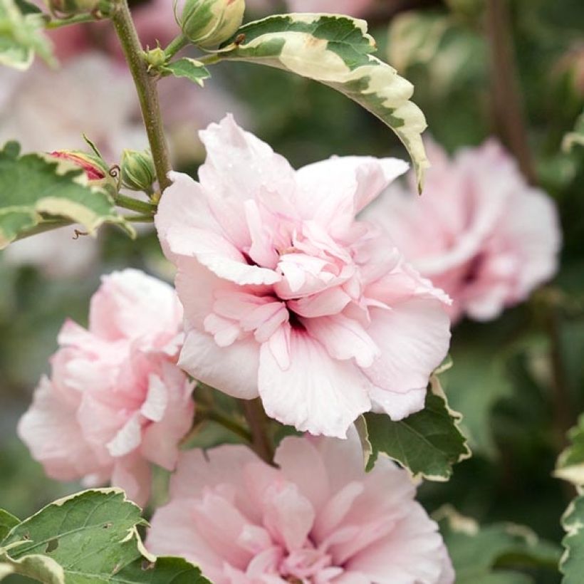 Garten-Hibiscus Sugar Tip - Hibiscus syriacus (Blüte)