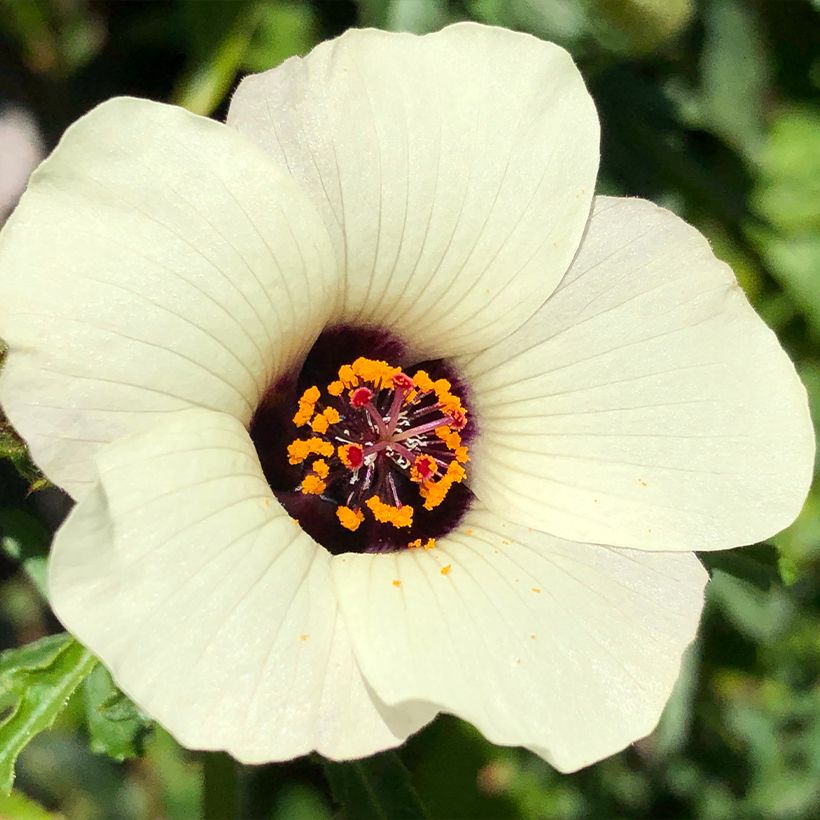 Hibiscus trionum - Stundenblume (Blüte)