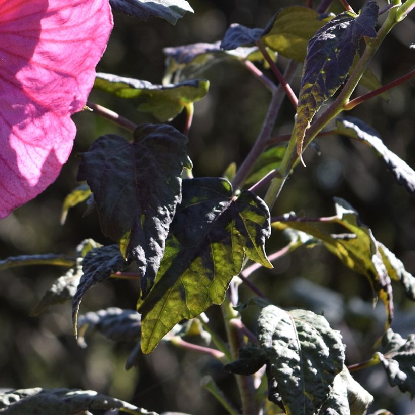 Hibiscus moscheutos Summerific Berry Awesome - Sumpfeibisch (Laub)