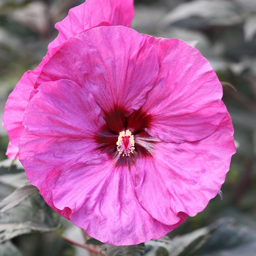 Hibiscus moscheutos Summerific Berry Awesome - Sumpfeibisch (Blüte)