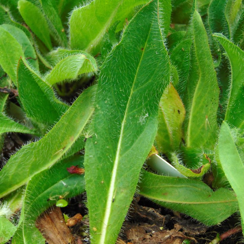 Hieracium aurantiacum - Orangerotes Habichtskraut (Laub)