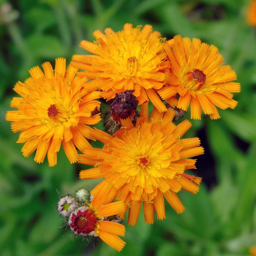 Hieracium aurantiacum - Orangerotes Habichtskraut (Blüte)