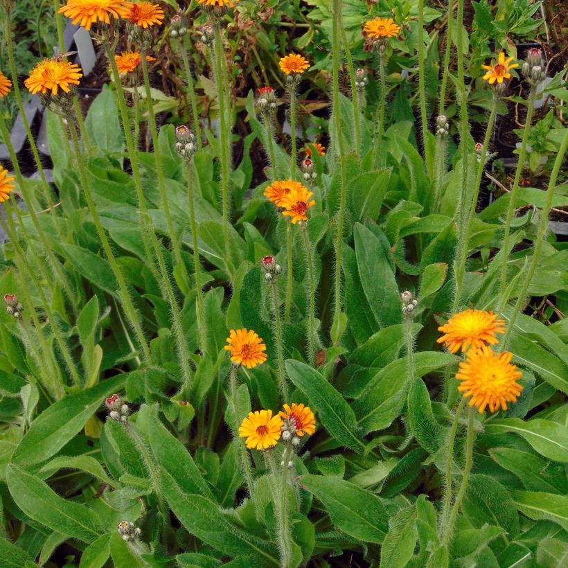 Hieracium aurantiacum - Orangerotes Habichtskraut (Hafen)