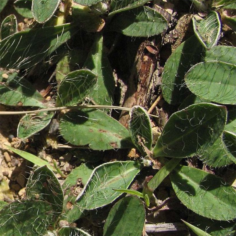 Hieracium pilosella - Kleines Habichtskraut (Laub)