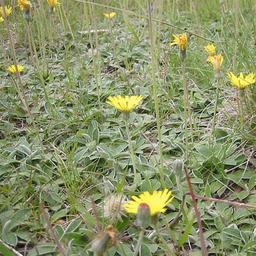 Hieracium pilosella - Kleines Habichtskraut (Hafen)