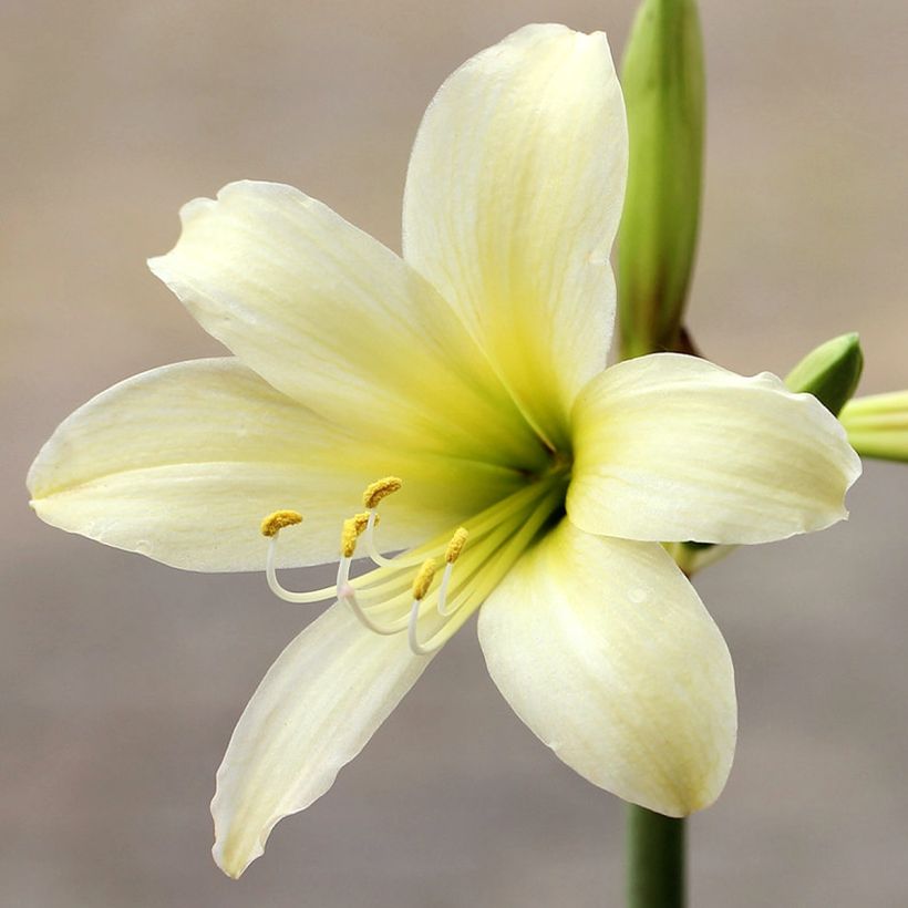 Hippeastrum sonatini Marrakech - Ritterstern (Blüte)