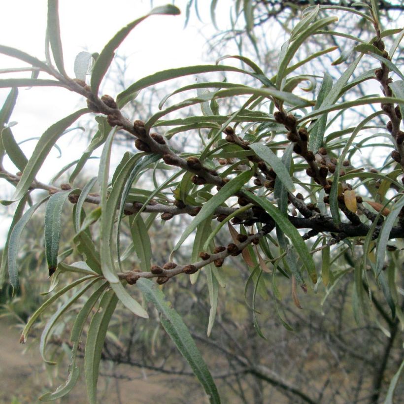 Sanddorn - Hippophae rhamnoides (Laub)