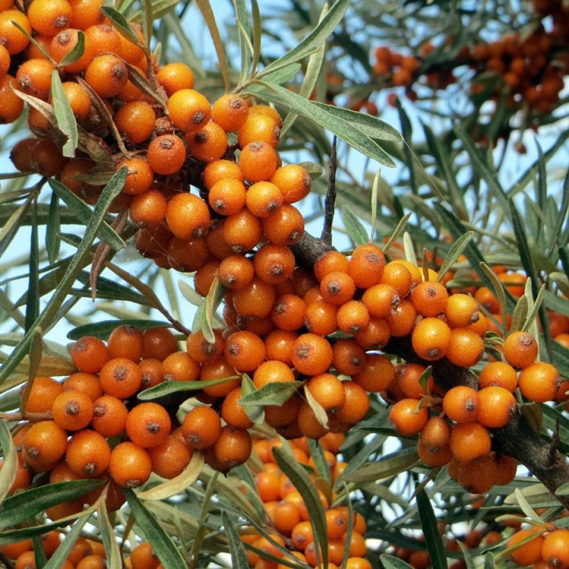 Sanddorn - Hippophae rhamnoides (Ernte)