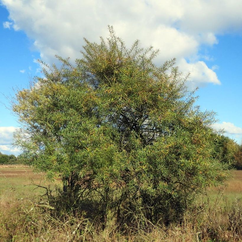 Sanddorn - Hippophae rhamnoides (Hafen)