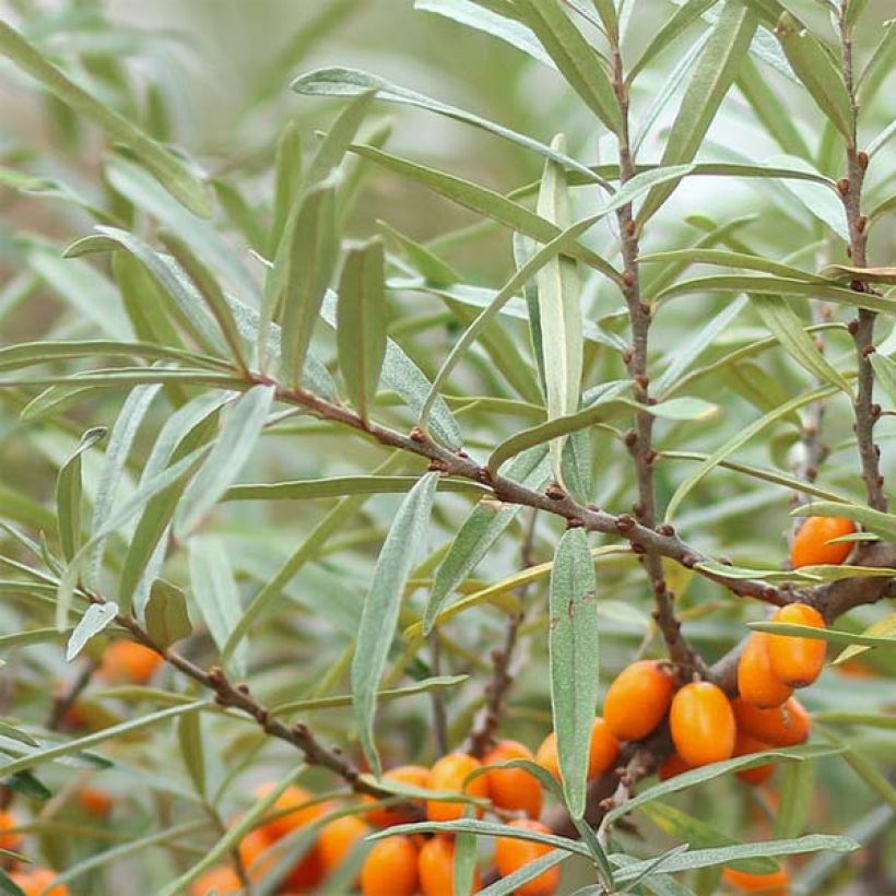 Sanddorn Friesdorfer Orange - Hippophae rhamnoides (Laub)