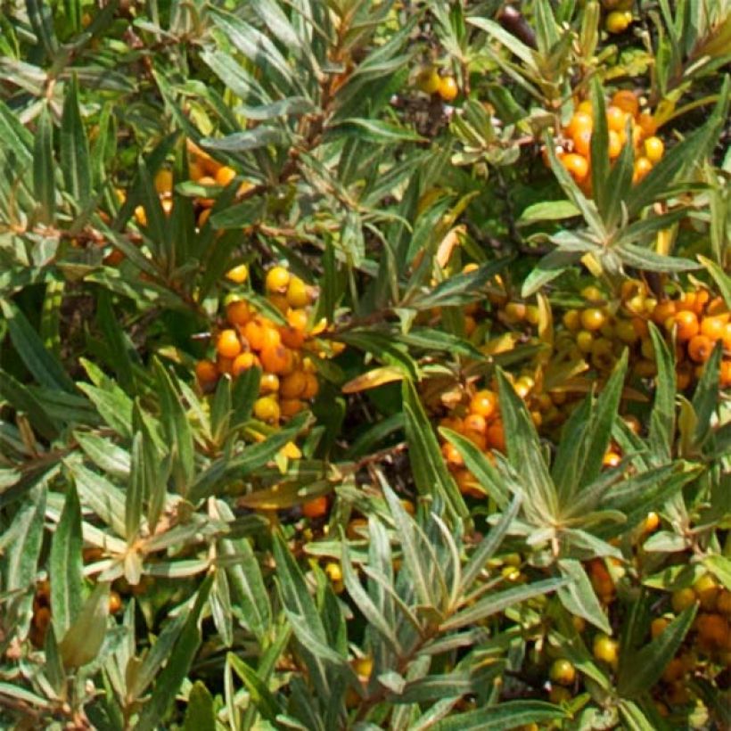 Sanddorn Leikora - Hippophae rhamnoides (Laub)