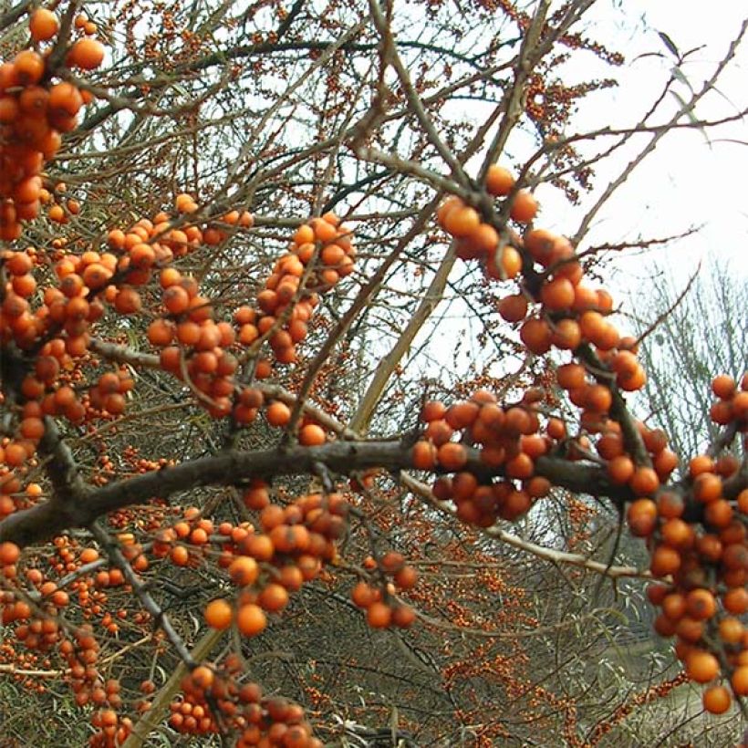 Sanddorn Leikora - Hippophae rhamnoides (Blüte)