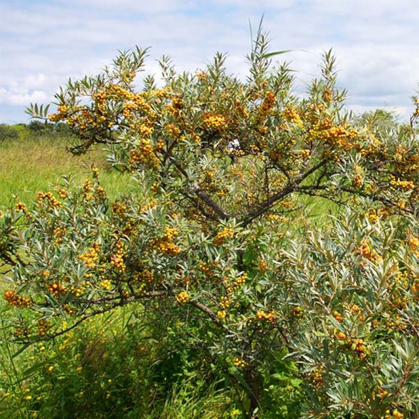 Sanddorn Leikora - Hippophae rhamnoides (Hafen)