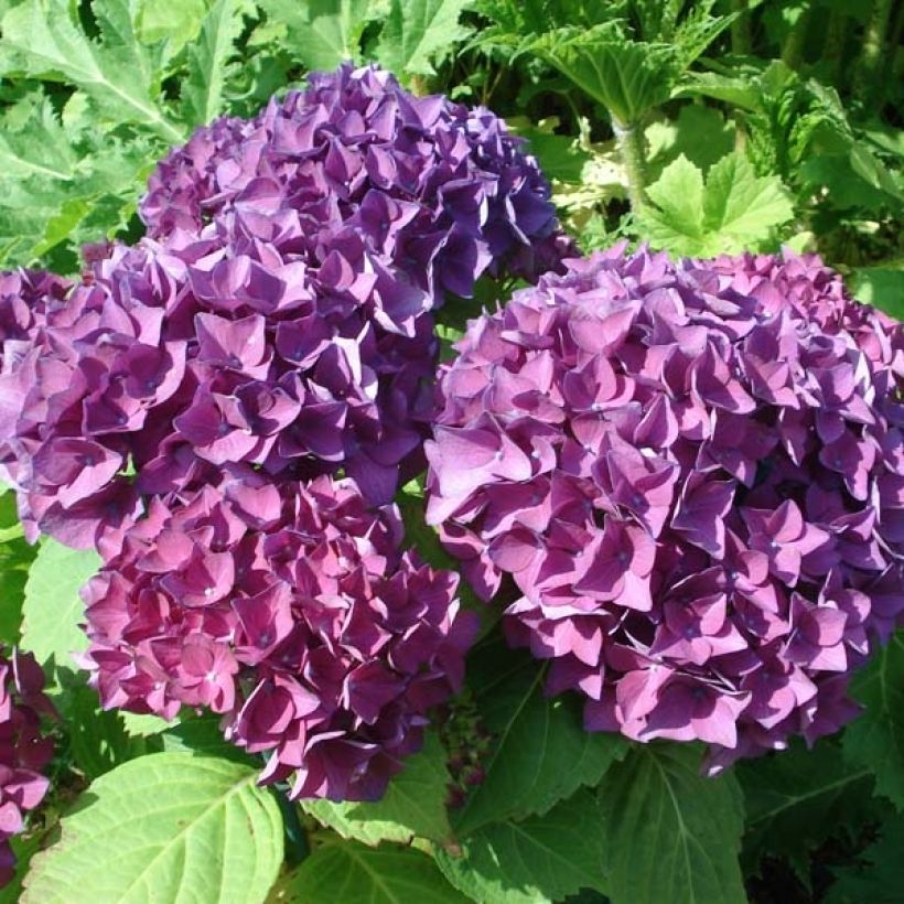 Hydrangea macrophylla Hovaria Hobergine - Bauernhortensie (Blüte)