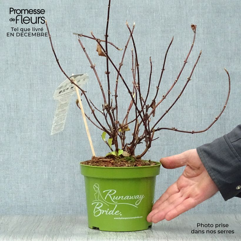 Exemplar von Hortensia - Hydrangea Runaway Bride pot de 1,5/2L wie im Winter geliefert