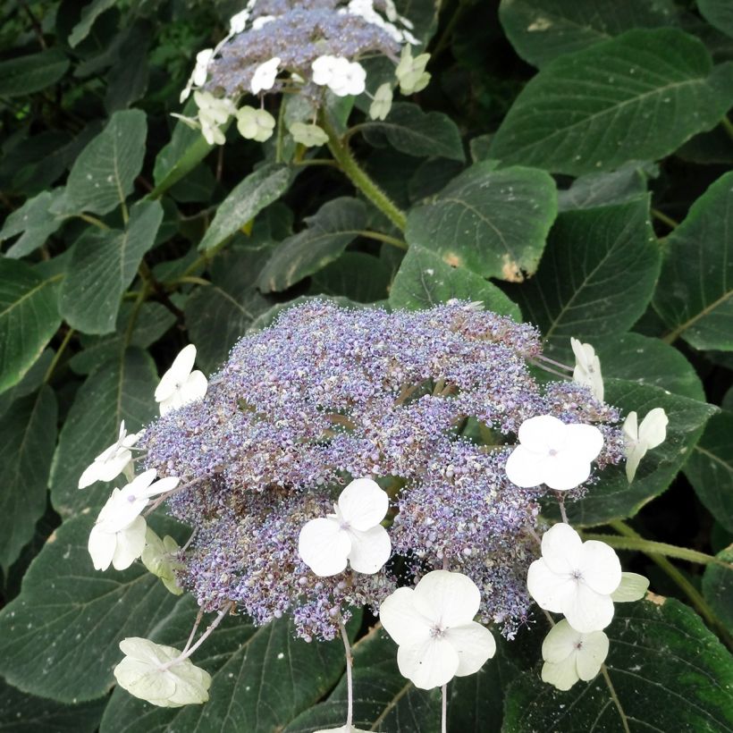 Hydrangea aspera Villosa - Samthortensie (Blüte)