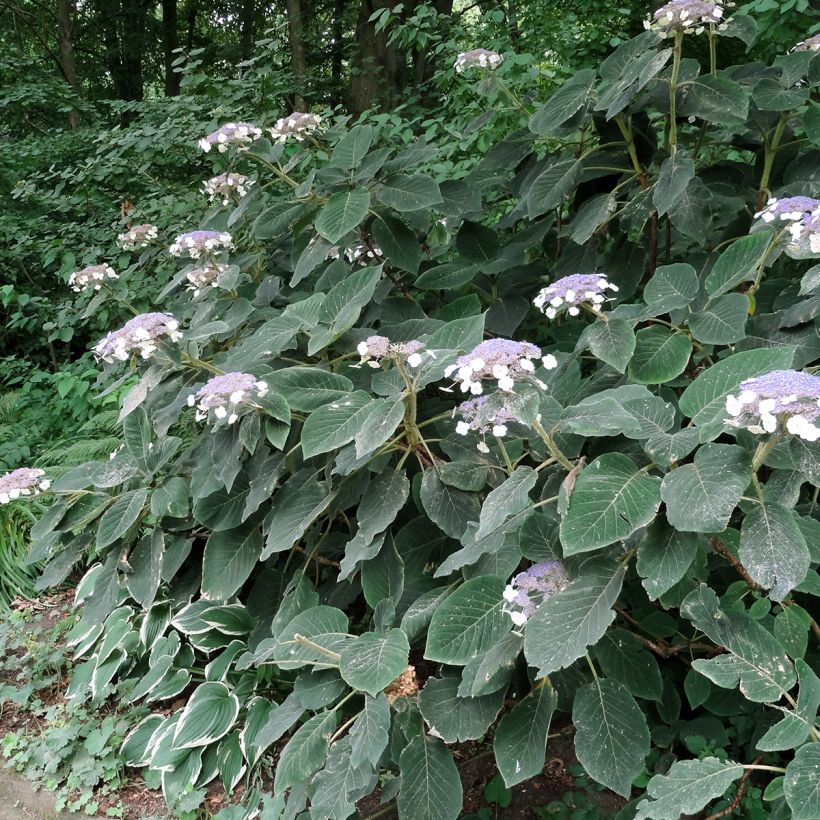 Hydrangea aspera Villosa - Samthortensie (Hafen)