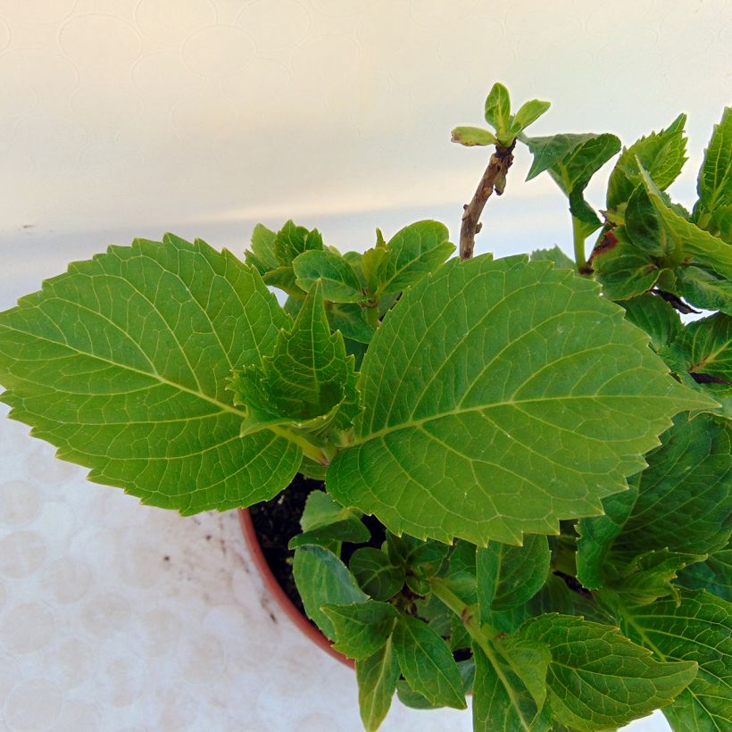 Hydrangea macrophylla Baron Pourpre - Bauernhortensie (Laub)