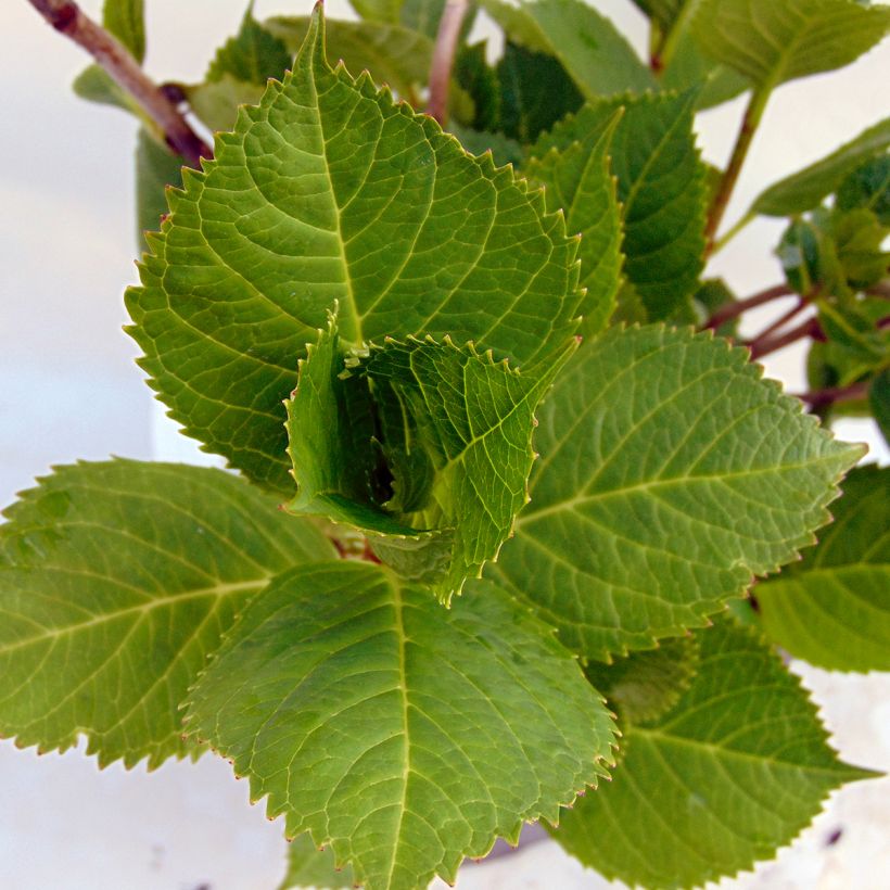 Hydrangea macrophylla Beauté Vendômoise - Bauernhortensie (Laub)