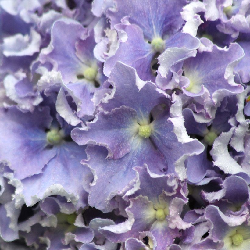 Hydrangea macrophylla Beautensia Spike - Bauernhortensie (Blüte)