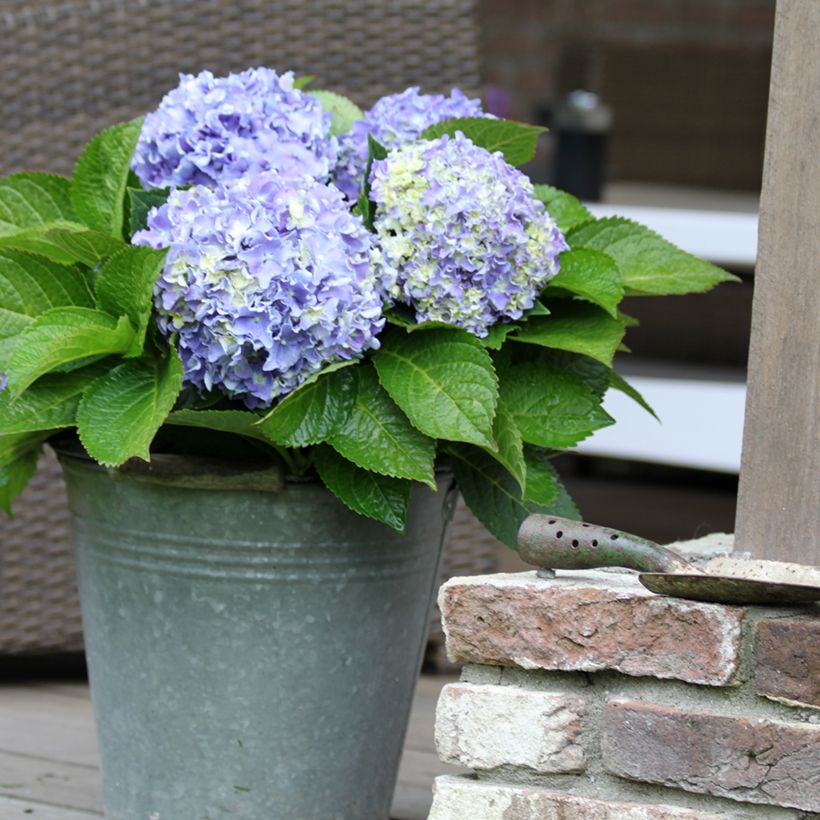 Hydrangea macrophylla Beautensia Spike - Bauernhortensie (Hafen)