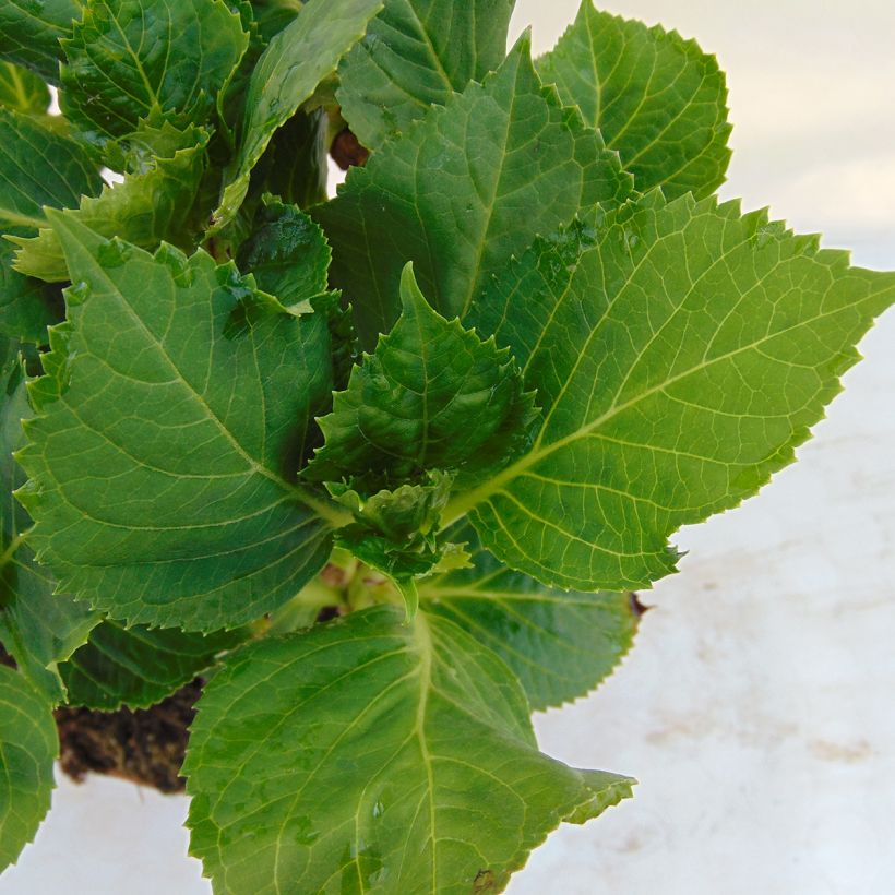 Hydrangea macrophylla Bela - Bauernhortensie (Laub)