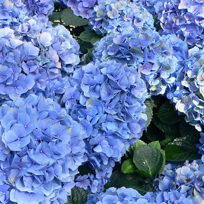 Hydrangea macrophylla Bodensee - Bauernhortensie (Blüte)