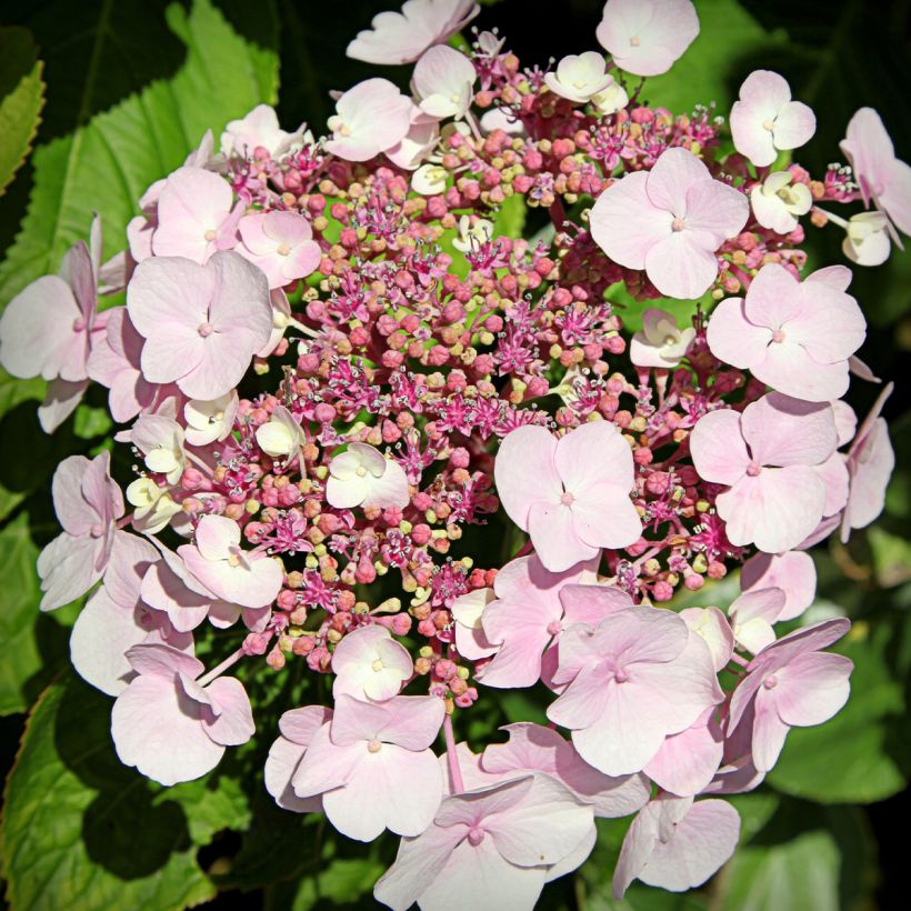 Hydrangea macrophylla Cloudi - Bauernhortensie (Blüte)