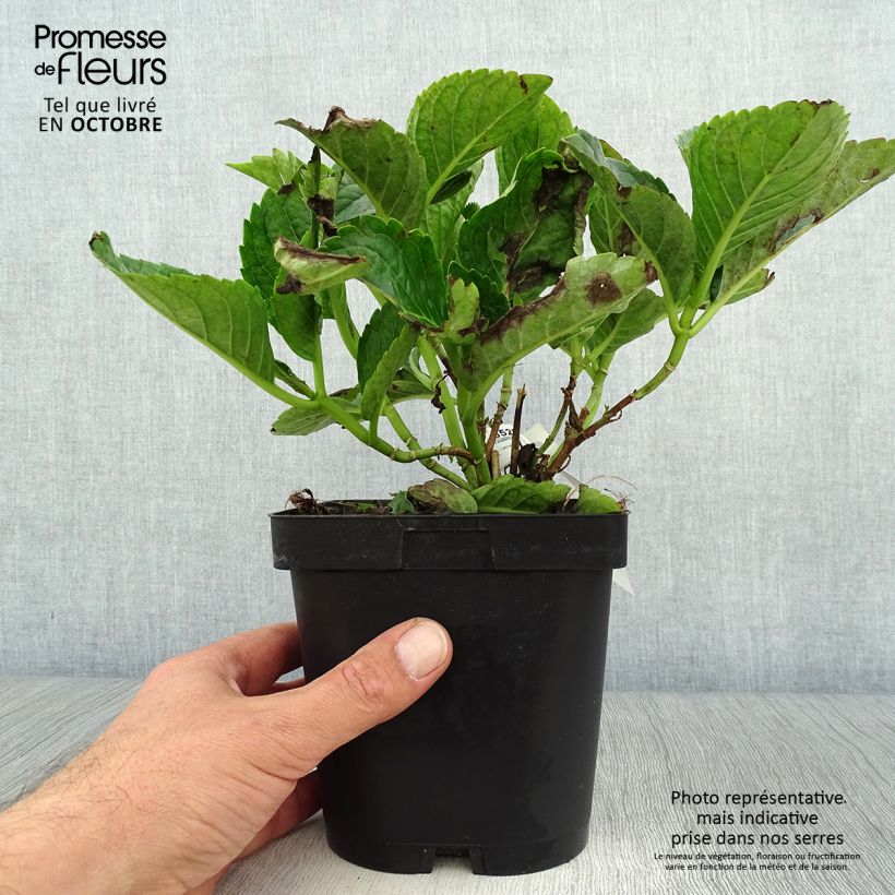 Exemplar von Hortensia macrophylla Constellation pot de 2/3L wie im Herbst geliefert