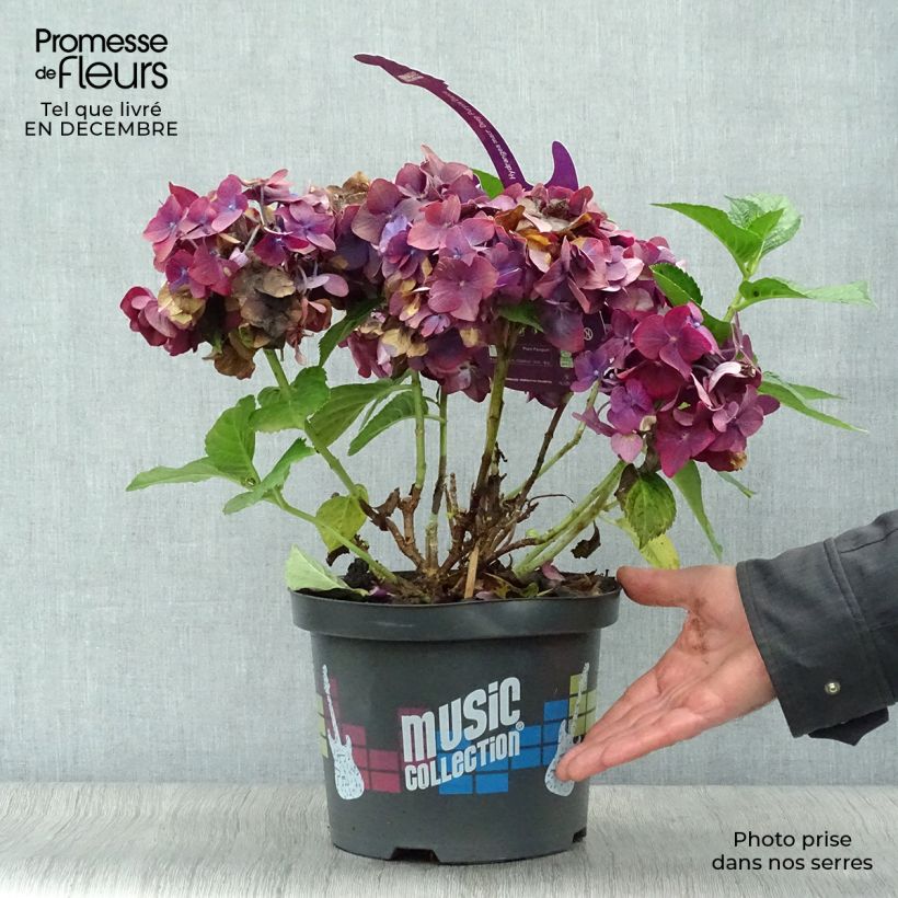 Exemplar von Hortensia - Hydrangea macrophylla Deep Purple Dance (Music Collection) Pot de 4L/5L wie im Winter geliefert