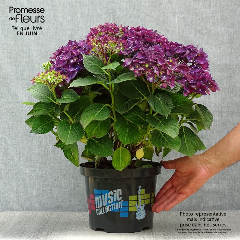 Exemplar von Hydrangea macrophylla Deep Purple Dance - Bauernhortensie wie im Sommer geliefert