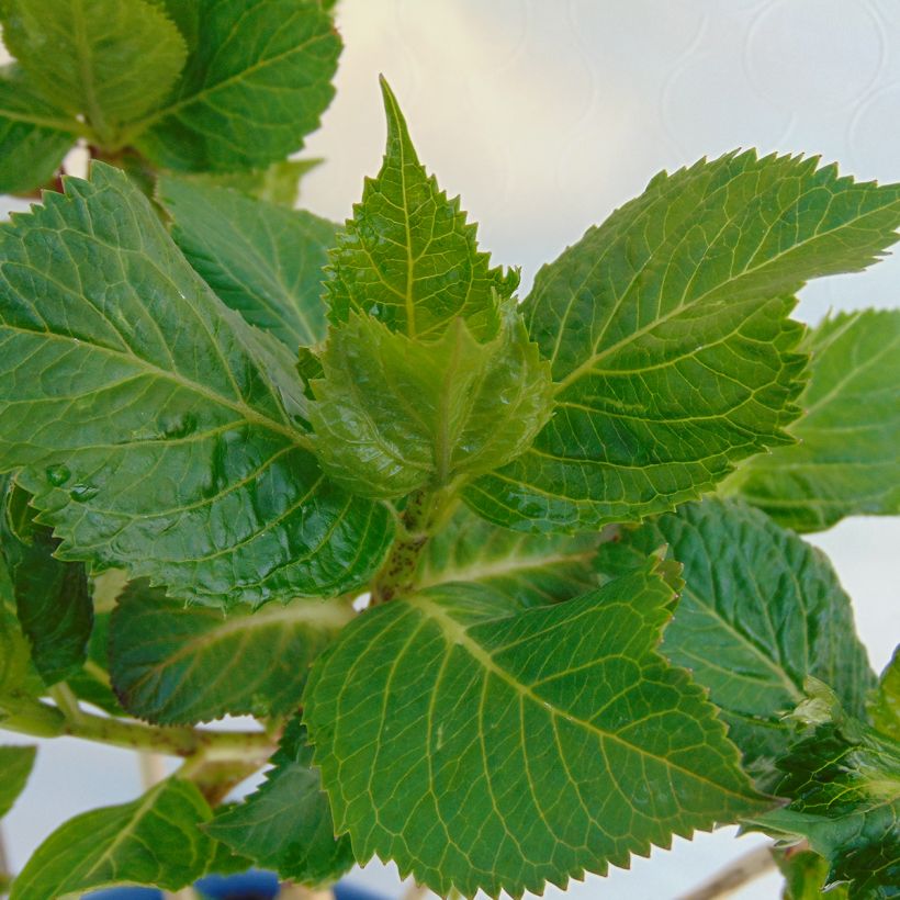 Hydrangea macrophylla Endless Summer Twist and Shout - Bauernhortensie (Laub)