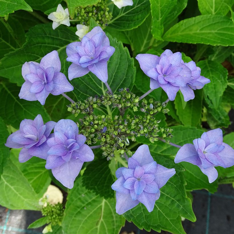 Hydrangea macrophylla Etoile Violette - Bauernhortensie (Blüte)