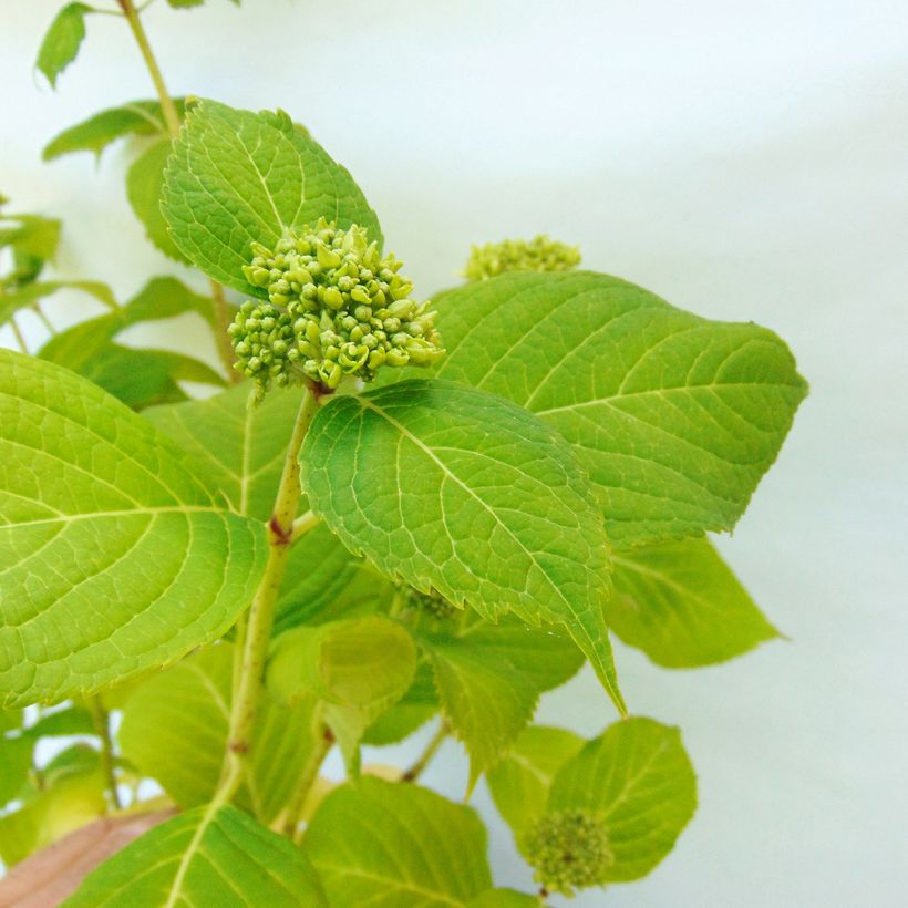 Hydrangea macrophylla Generale Vicomtesse de Vibraye - Bauernhortensie (Laub)