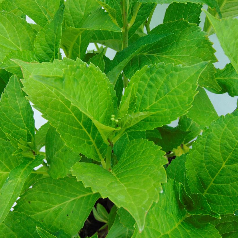 Hydrangea macrophylla Green shadow - Bauernhortensie (Laub)