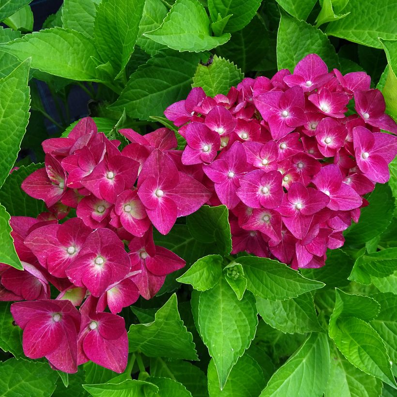 Hydrangea macrophylla Green shadow - Bauernhortensie (Blüte)