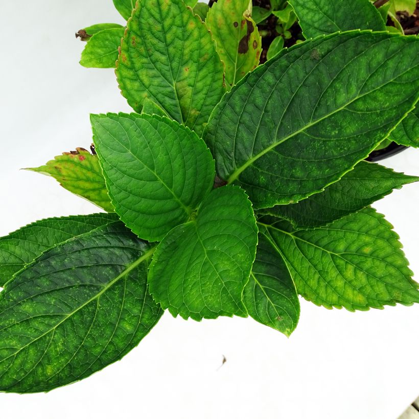 Hydrangea macrophylla Hovaria Hopcorn - Bauernhortensie (Laub)