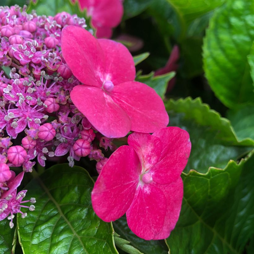 Hydrangea macrophylla Teller Kardinal - Bauernhortensie (Blüte)