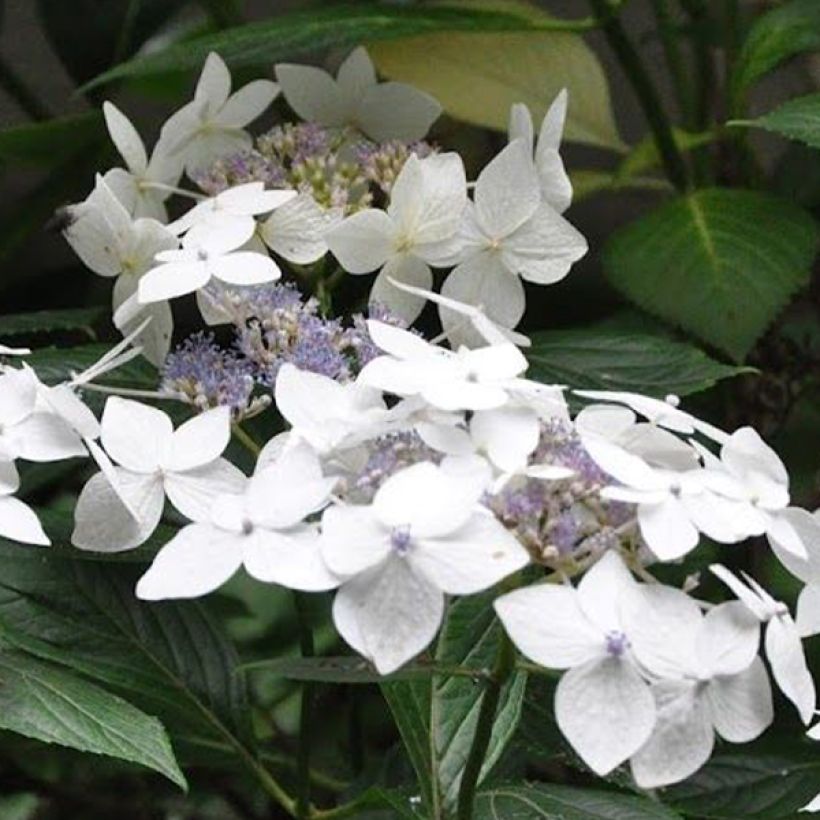 Hydrangea macrophylla Lanarth White - Bauernhortensie (Blüte)