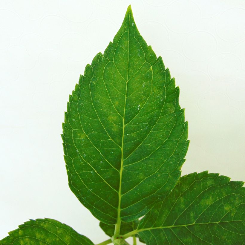 Hydrangea macrophylla Leuchtfeuer - Bauernhortensie (Laub)