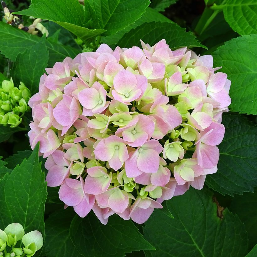 Hydrangea macrophylla Leuchtfeuer - Bauernhortensie (Blüte)