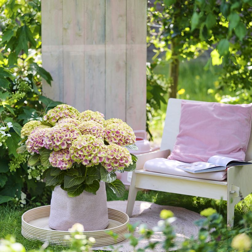 Hydrangea macrophylla Magical Jewel rosa - Bauernhortensie (Hafen)