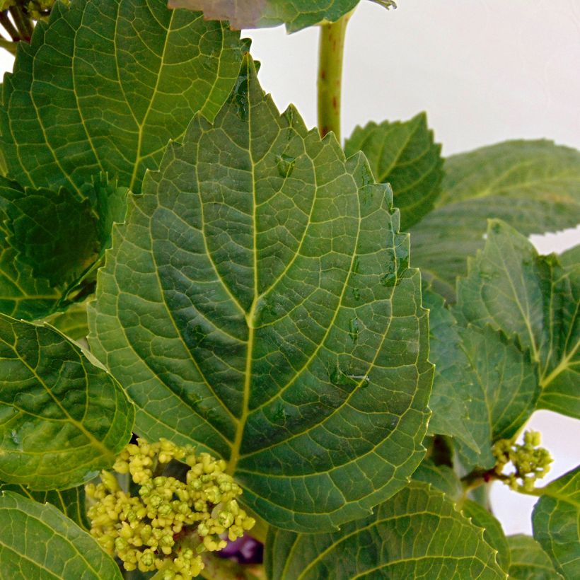 Hydrangea macrophylla Magical Noblesse - Bauernhortensie (Laub)